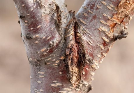 Болезни и вредители вишни и борьба с ними: фото, чем лечить в Подмосковье и регионах